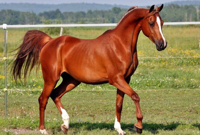 The Arabian breed is a compact, relatively small horse with a small head, protruding eyes, wide nostrils, marked withers, and a short back. It usually has only 23 vertebrae, while 24 is the usual number for other breeds.