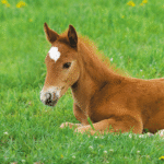 Caring-for-Your-Newborn-Foal