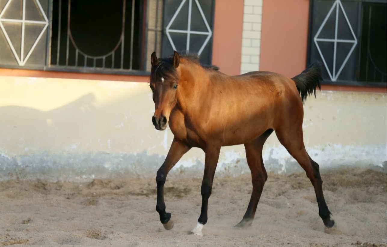 FARAH AL ETIHAD